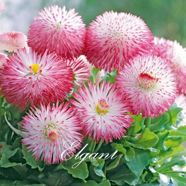 

Bellis perennis Habanera English Daisy Flower 500 Seeds Газон Дейзи Легкорастущий карликовый бонсай
