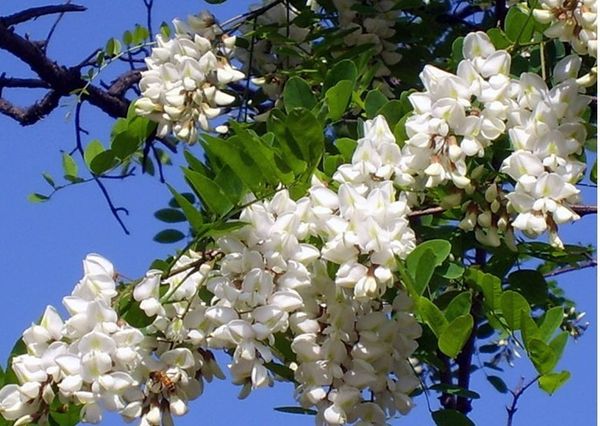 

400 семян ЧЕРНАЯ ЛОКУСНАЯ ДЕРЕВО Robinia pseudoacacia Бесплатная доставка