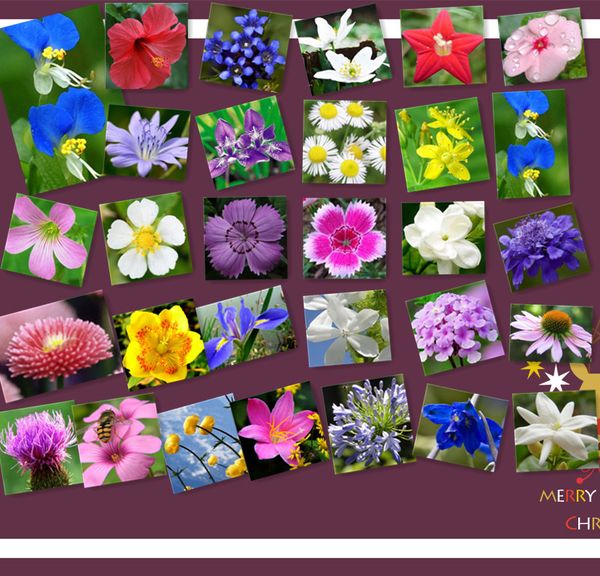 

600 смешанные WILDFLOWER все многолетние семена бесплатная доставка свежие семена редк