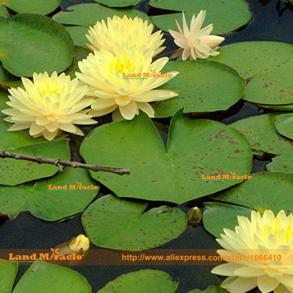 

Провенанс Мексика желтые семена кувшинки, 1 Семена / пакет, мини-вода нимфа лотоса