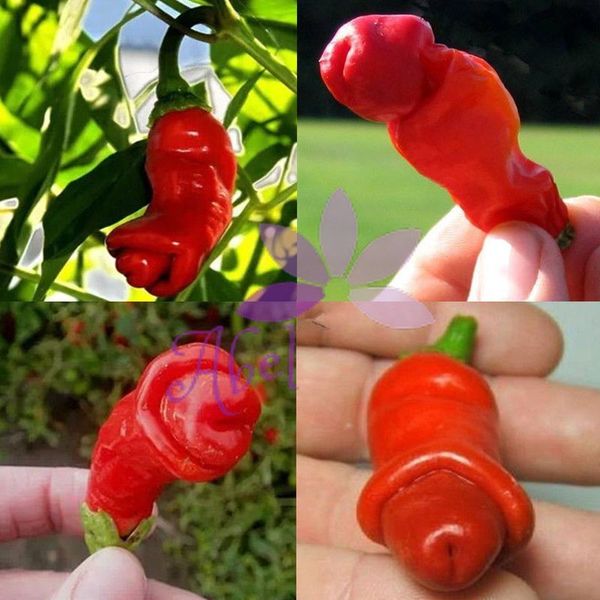 

Sementes beautifuldresschina