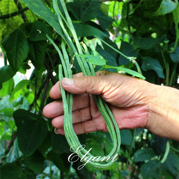 

Двор Длинные Бобы Китайская Лапша Фасоль Овощной 50 Семена Легкорастущие Семена О