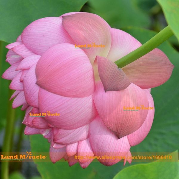 

Sementes landmiracle