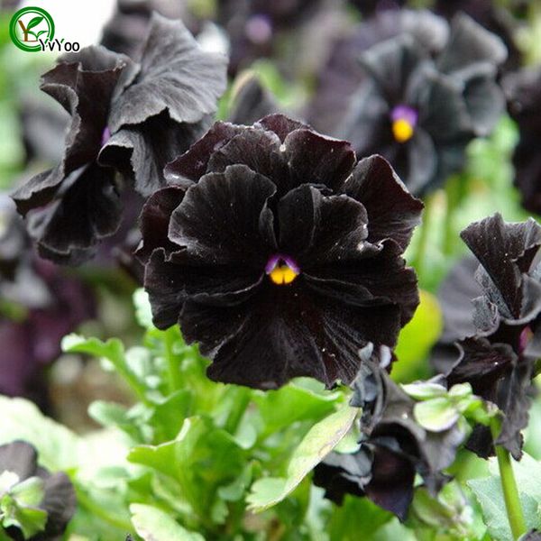 

Анютины глазки семена семена цветов бонсай завод для дома сад 50 частиц / лот g015