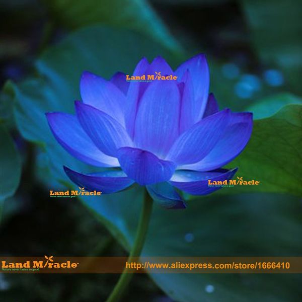 

1 Семена / упак., синий Лотос Нимфея Caerulea Азиатская Кувшинка, Pad цветок пруд семена *