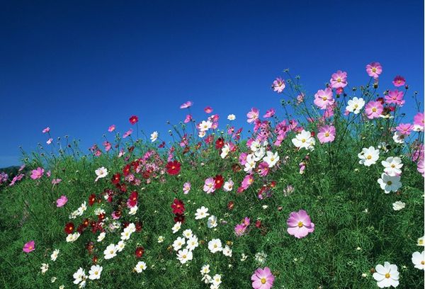 Acheter Fleur Cosmos Seeds Paquet Dorigine Jardin Bonsaï Graines De Fleurs Easy Grow Cosmos Bipinnatus 3 Sacs Par De 201 Du Liuhuilan123