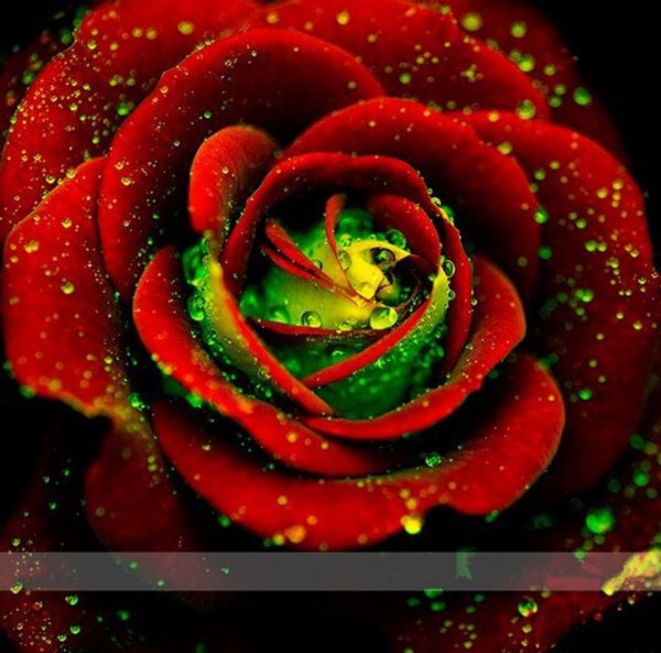 

семян 100 большой красный зеленый Роза семена ,редкие цвет ,богатый аромат, DIY Домаш