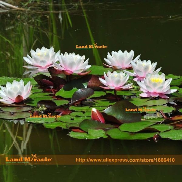 Acheter Graines De Nénuphar Europe Nymphaea Herbs 1 Graine Paquet Fleur De Lotus Blanche Bonsai De 159 Du Landmiracle Dhgatecom