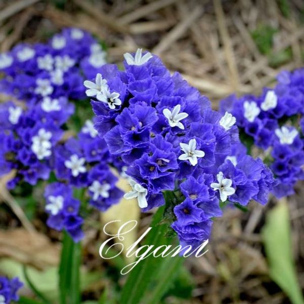 

Statice Синих Фиолетового цвета КЕРМЕК ВЫЕМЧАТЫХ цветок 100 Семян Легко растущие ежег