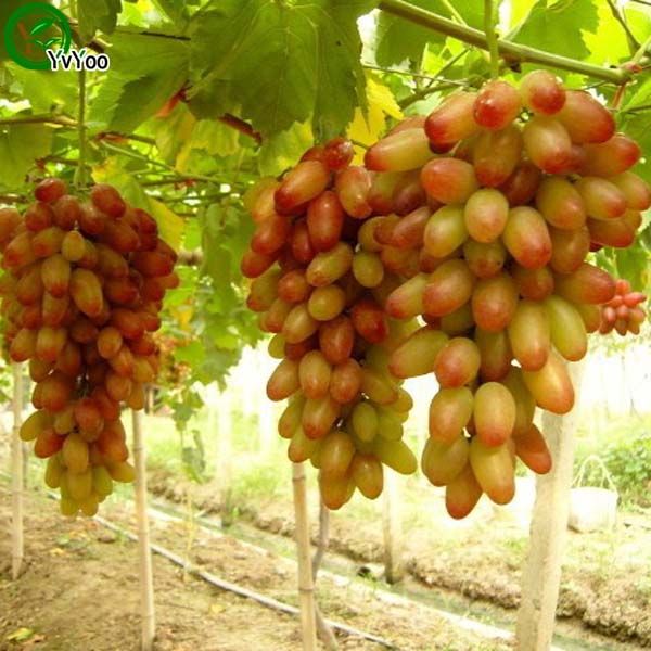 

Виноградные семена старший двор растения вкусные семена фруктов 50 частиц / лот R014