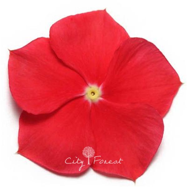 

100 шт. Красный Мадагаскар Барвинок семена цветов Catharanthus roseus Vinca