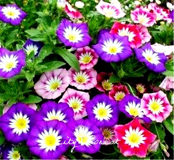 

Dwarf Morning Glory Convolvulus Tricolor 20 Seeds / Bag Easy to Grow from Seeds Drought-tolerant Perennial