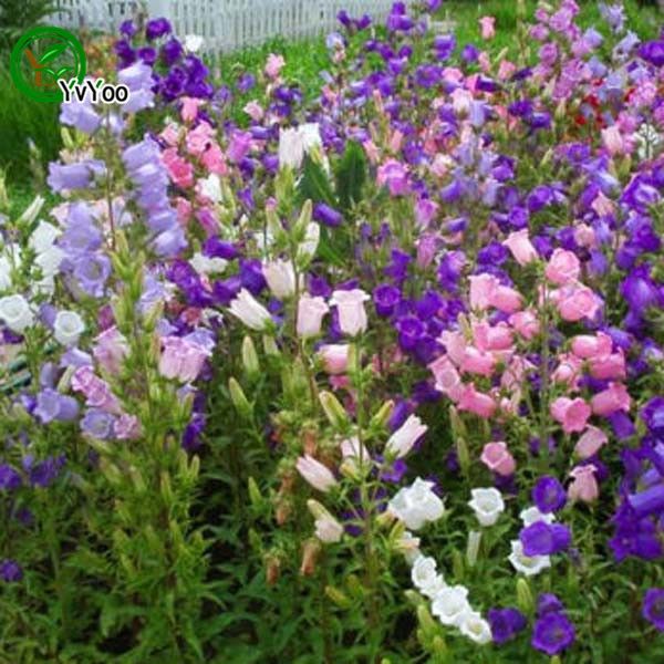 

Многоцветные дополнительные Campanula семена семена цветов бонсай завод для дома сад