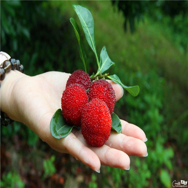 

10 шт/мешок красный bayberry семена главная завод вкусные фрукты семена очень большой
