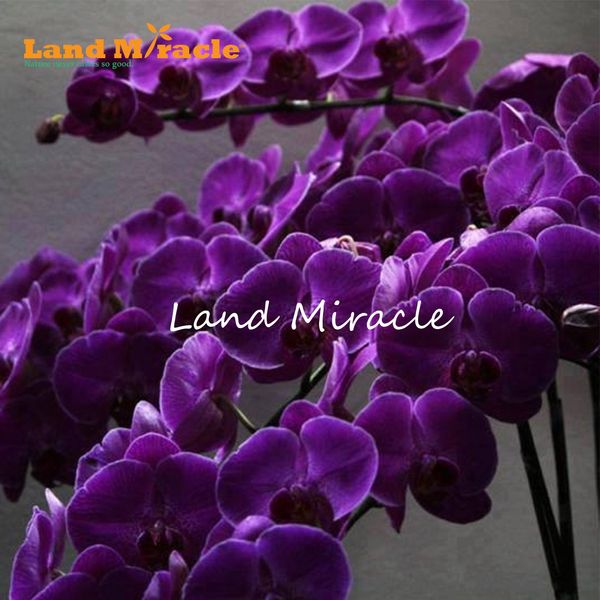 

100 Seed/Pack, 100% Genuine Bonsai Potted Rare Purple Climbing Butterfly Orchid Phalaenopsis Moth Flower Plant for Home & Garden