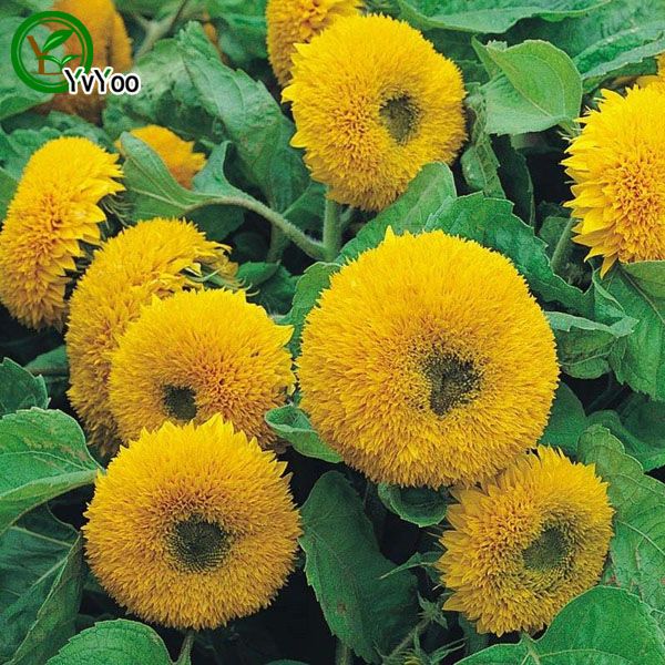 

Желтый подсолнечника Семена Бонсай Семена цветов Комнатные растения Цветы 15 Particl