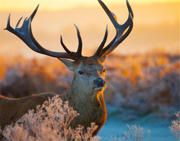 

новй Ѭђкоделие diy алмаз живопи вивки кѬеом набоѬ полнй мол кѬђглй алм