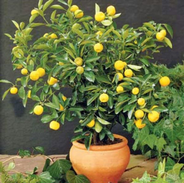 

Rare Dwarf Lemon Tree Seeds Bonsai Fruit Plant Organic garden decoration plant 30pcs D10