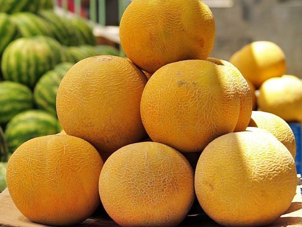 

Fresh Seeds Sweet Honey Melon Kolhospnytsya - Farmer Russian Heirloom Seeds 20pcs S072