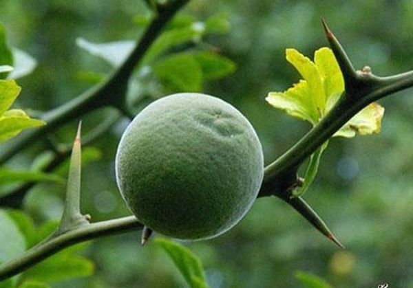 

Poncirus trifoliata HARDY TRIFOLIATE ORANGE Tree 25 СЕМЕНА РЕДКОЙ бесплатная доставка