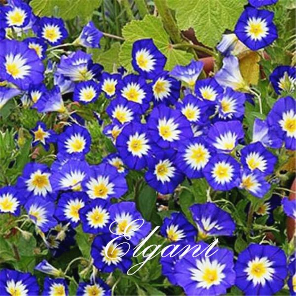

Гном Morning Glory Convolvulus Tricolor 20 Seeds Легкорастущий Многолетник, устойчивый к засухе