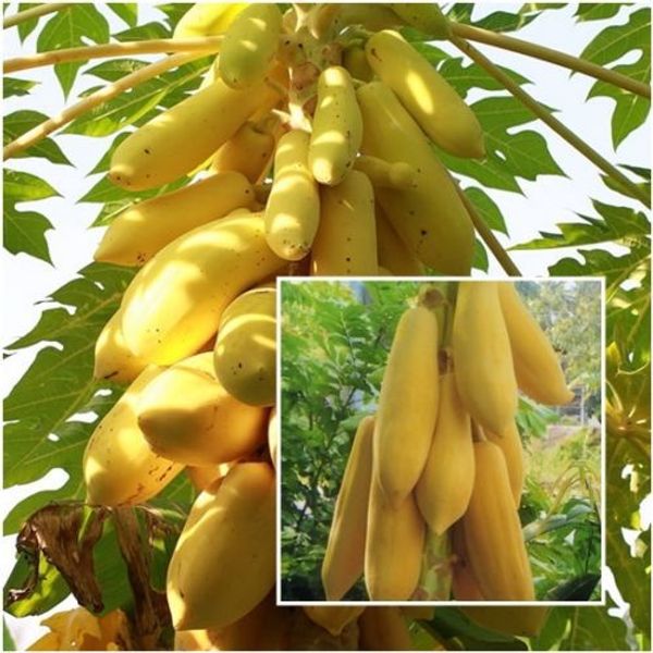 

Бонсай завод желтого золота семена папайи вкусные фрукты, семена уникальный очен