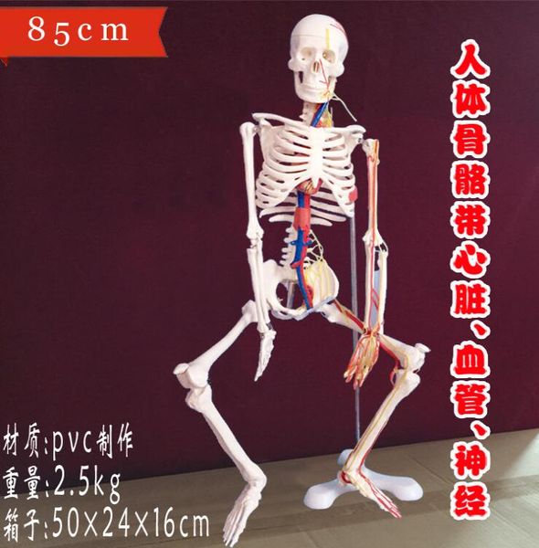 

wholesale new human skeleton with spinal nerve disc model 85cm can be active teaching medical mannequins 1pc c006, Black