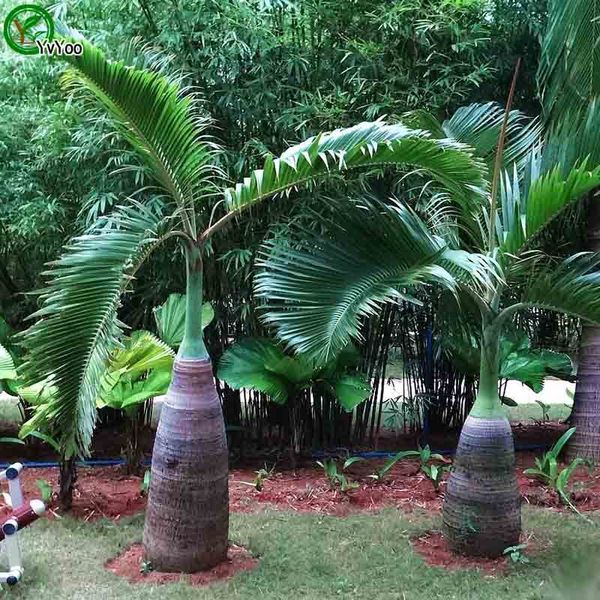 

Butia capitata семена бонсай дерево 100% true seed in-kind стрельба главная сад завод 5 шт. N014