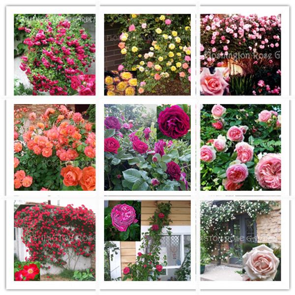 

Семена семян семян бонсай розово-розовых семян - 200 шт.