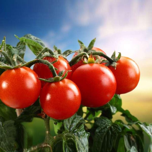 

100 Pcs Red Pearl Tomato Seed Balcony Fruits Vegetables Potted Bonsai Seeds Red Tomatoes Garden Decoration Bonsai Flower Seeds