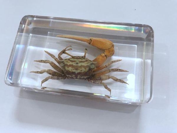 

vintage fashion specimen crab jewelry yqt701, Silver