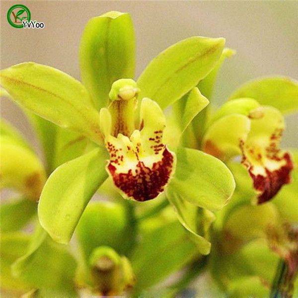 

Китайская лодка орхидеи семена бонсай семена садовые растения семена цветов ежегодный трава 20 частиц / лот u020