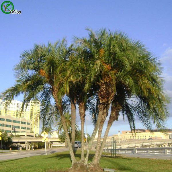 

семена пальмы бонсай семена деревьев очень красивый крытый дерево дома сад расте