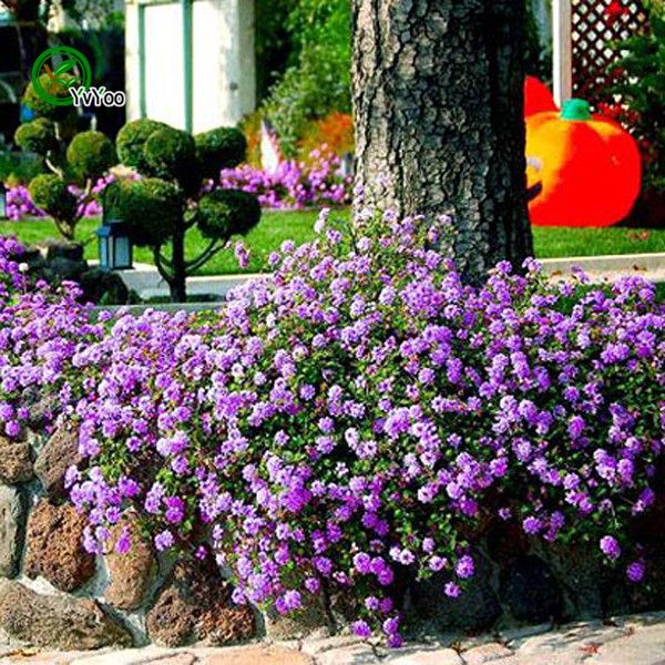 

Фиолетовый висит Вербена семена цветочный горшок плантаторы сад бонсай семена цветов 30 частиц / лот H026