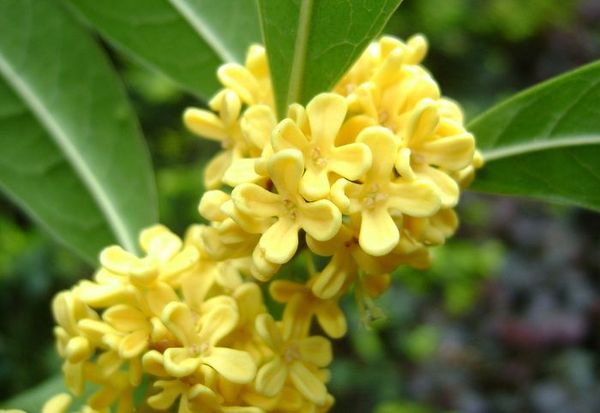 

чай ​​сладкий оливковый Osmanthus fragrans - 50 семян смешанных цветов Бесплатная доставк