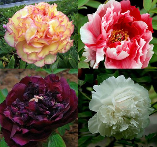 

Wholesale - 80 seeds China's Peony Seed Paeonia suffruticosa Tree 4 color black flower etc. Separate,you will get 4 bags Free shipping