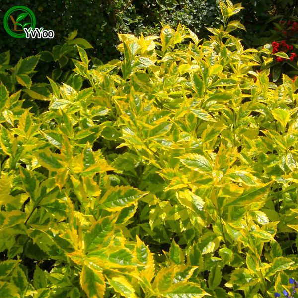 

Зеленый Coleus семена цветочный горшок плантаторы сад бонсай трава семена 30 частиц /