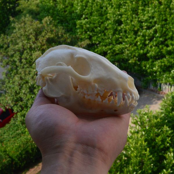 

real grey fox skull animal bone decor unique birthday gift man cave western