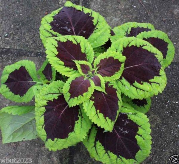 

Coleus Seeds,"Kong Lime Sprite' coleus,20 гранулированных семян.Большой дом завод украшения сада за