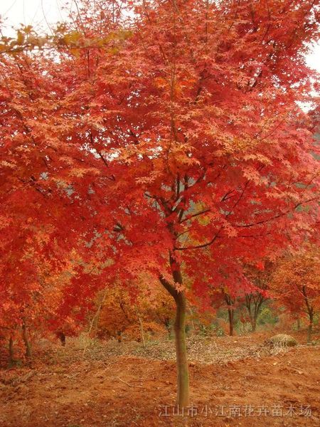 

20 ЯПОНСКИЙ КЛЕН ДЕРЕВО Acer Palmatum Красные семена дерева Бесплатная доставка