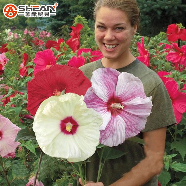 

Sementes jonemark2013