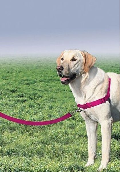 Acheter Nouveau Développer Marcher Facile Chien Harnais Avant De Laisse De Chien Harnais Laisse Tirer Harnais Attacher Forte Laisse S M L Pour La Race