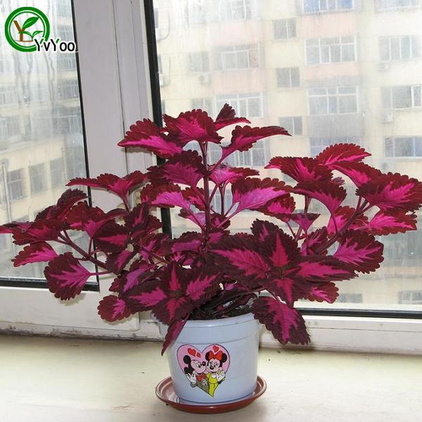 

Purple Coleus Seeds Grass Seeds Bonsai Plant for Home Garden 30 Particles / lot w005