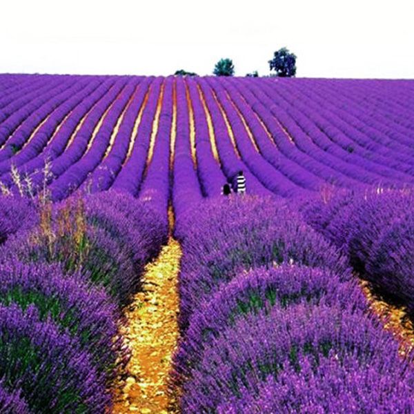 

Purple Lavender Seeds Flower Seeds Indoor Bonsai plant 50 particles / lot T010