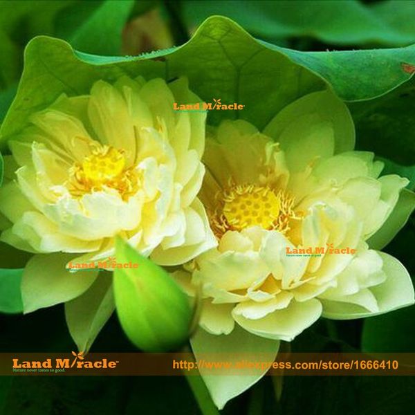 

Sementes landmiracle