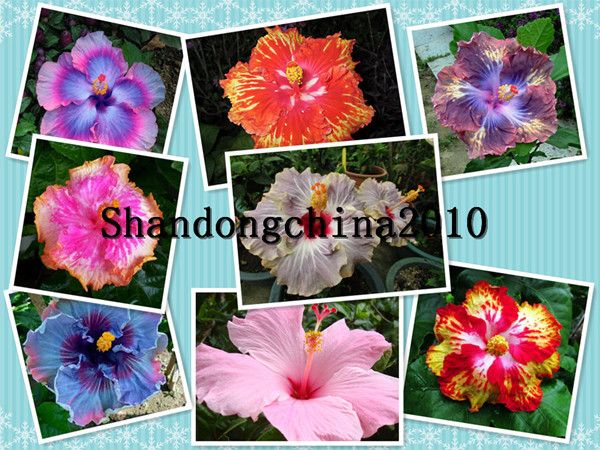 

местный фермер "гигантский гибискус экзотические коралловые цветы 50 семена"микс