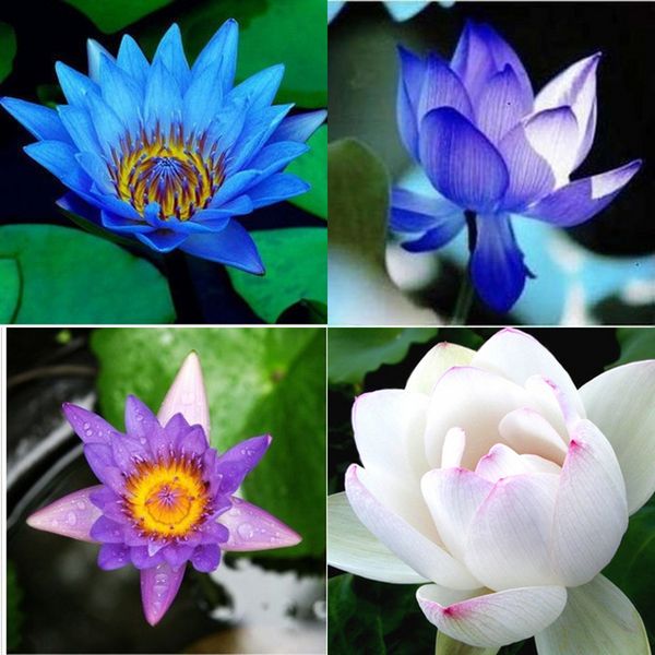 

Sementes prom_dress2016