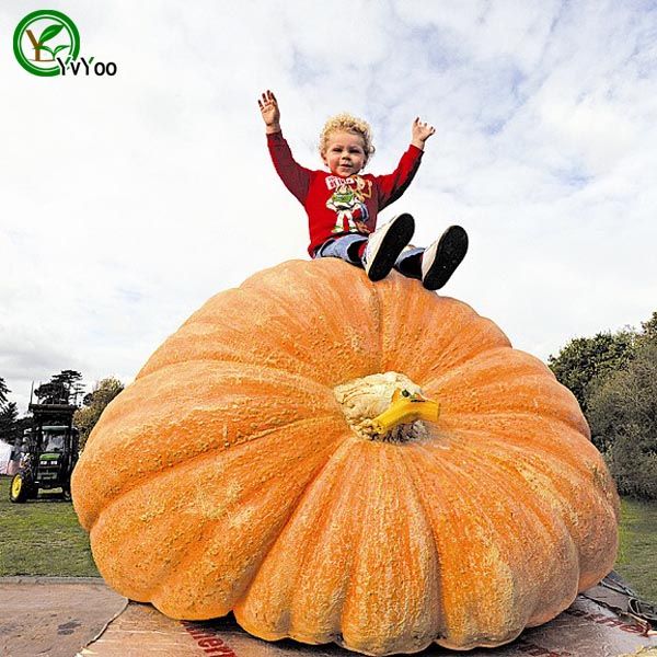 

New plants Giant pumpkin Seeds garden plant organic Vegetable Seeds Easy To Grow 10pcs R013