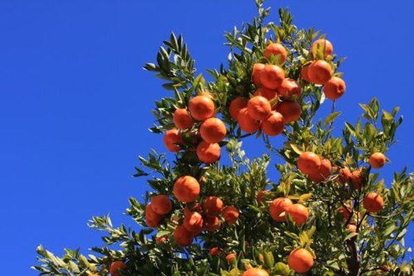 

Мандарин Мандарин семена цитрусовых фруктов семена деревьев украшения сада заво