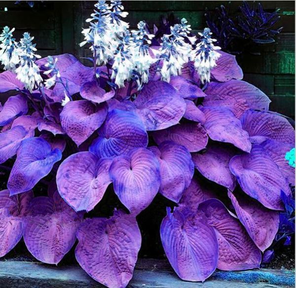 

горячая распродажа бонсай 100 шт./пакет фиолетовый Хоста семена многолетники подорожника цветок лилии белые кружева домашнего сада почвопокровные растения